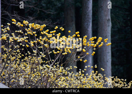 Edgeworthia Chrysantha in einem Wald Cryptomeria Japan Stockfoto