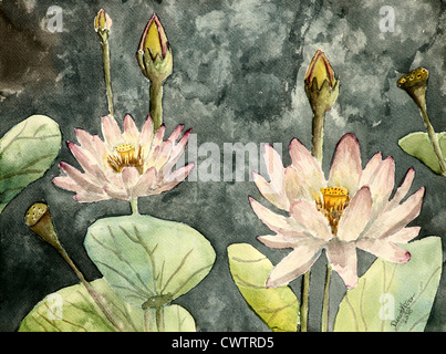 Lotus Blume Aquarelle Kunst botanische moderne Kunst Malerei Stockfoto