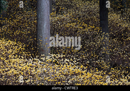 Edgeworthia Chrysantha in einem Wald Cryptomeria Japan Stockfoto