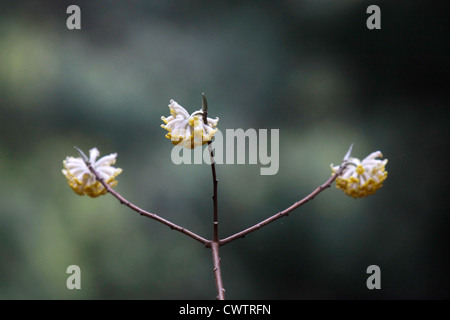 Edgeworthia Chrysantha in einem Wald Cryptomeria Japan Stockfoto