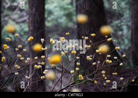 Edgeworthia Chrysantha in einem Wald Cryptomeria Japan Stockfoto