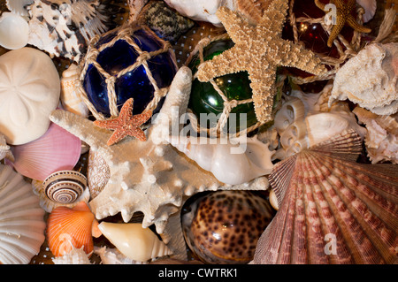 Zusammenfassung Hintergrund von Muscheln und Seesterne Stockfoto