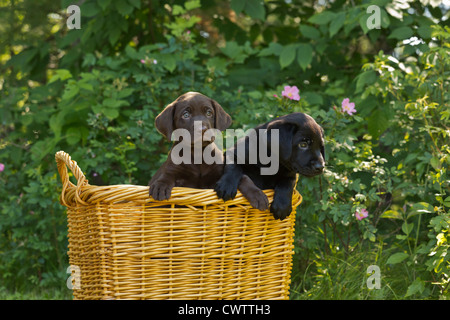 Schwarze Labrador Retriever Welpe und Chocolate Labrador-Welpe Stockfoto