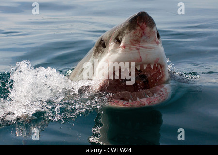 Ein großer weißer Hai zeigt es berüchtigten Kiefer am Shark Alley Stockfoto