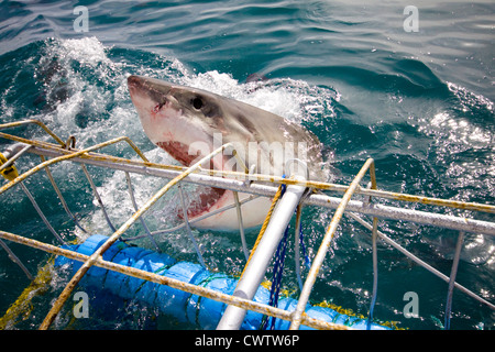 Ein großer weißer Hai zeigt seine Zähne bei Shark Divers in Shark Alley Stockfoto