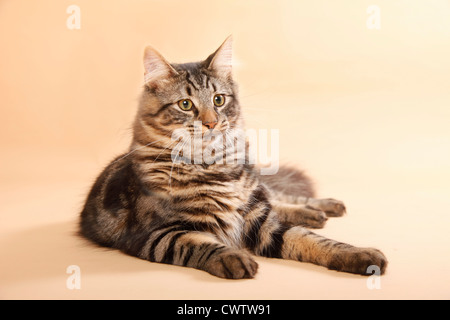 Norwegische Waldkatze / norwegische Waldkatze Stockfoto