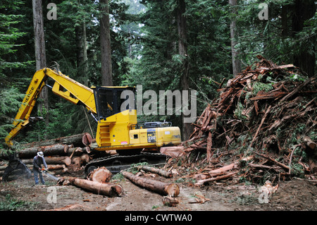 Protokollierung und Schneiden der höchsten Bäume der Welt, die Mammutbäume in den Redwood-Wäldern Nordkaliforniens Stockfoto