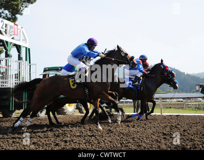 Pferde brechen aus den Startlöchern an Humboldt County Fairgrounds in Ferndale, Kalifornien Stockfoto