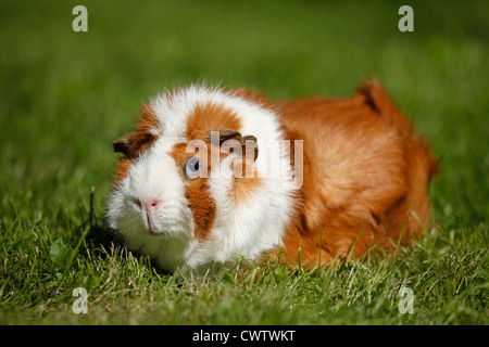 Rosettenmeerschweinchen / Abyssinian Guinea pig Stockfoto