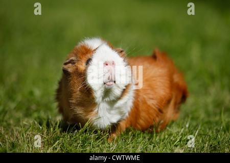 Rosettenmeerschweinchen / Abyssinian Guinea pig Stockfoto