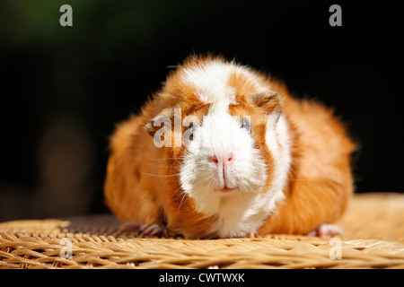 Rosettenmeerschweinchen / Abyssinian Guinea pig Stockfoto