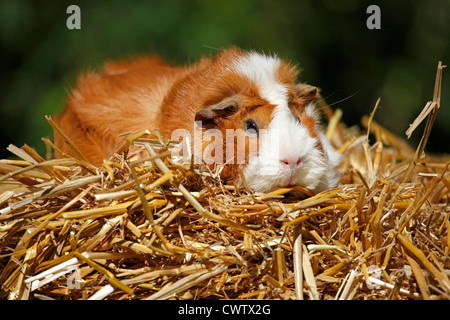 Rosettenmeerschweinchen / Abyssinian Guinea pig Stockfoto