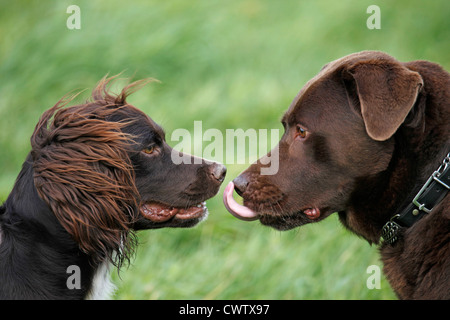 Kleiner Münsterländer / kleines Munsterlander Jagd Hund Stockfoto