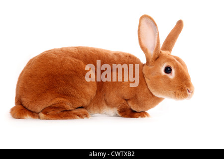 Kleinrex / Rex Bunny Stockfoto