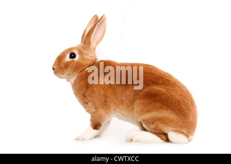 Kleinrex / Rex Bunny Stockfoto