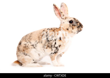 Kleinrex / Rex Bunny Stockfoto
