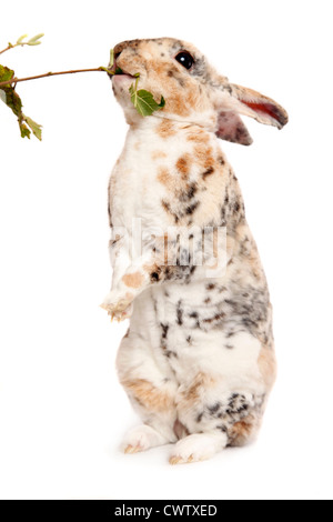 Kleinrex / Rex Bunny Stockfoto