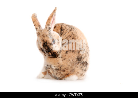 Kleinrex / Rex Bunny Stockfoto
