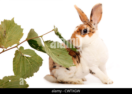 Kleinrex / Rex Bunny Stockfoto
