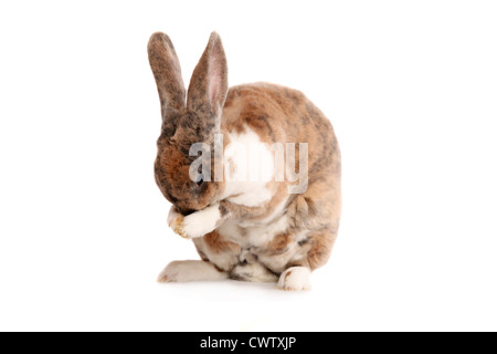 Kleinrex / Rex Bunny Stockfoto