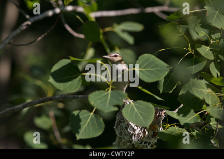 Red-eyed vireo in einem Baum gehockt, Aspen Stockfoto