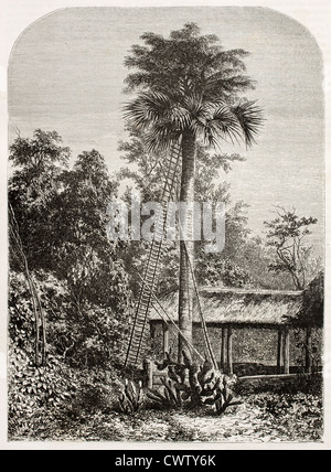 Palme im Grand Andaman, Indischer Ozean Stockfoto