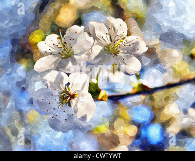 Blühende Europäische Kirsche und morgen Sonnenlicht. Die großen weißen Blüten zu erreichen für die Sonne. Aquarell abstrakt Bild Stockfoto