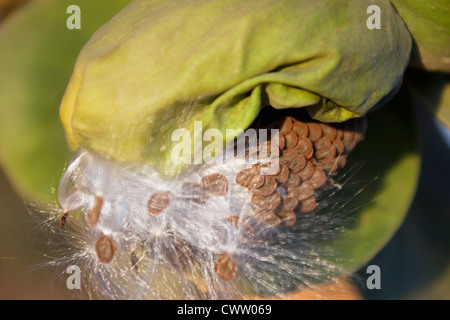 Früchte mit Samen von einem Rubberbush (Calotropis Procera). Stockfoto