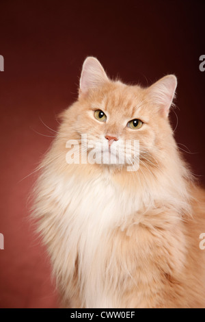 Sibirische Katze Portrait / Sibirische Katze Portrait Stockfoto