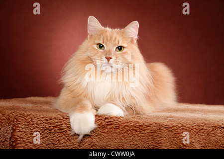 Liegende Sibirische Katze / Sibirische Katze liegend Stockfoto