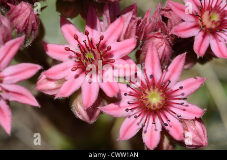 Cobweb Houmseleek, Sempervivum arachnoideum, aka Cobwebbed Houmseleek oder Liveforever Pink Flowers in den französischen Alpen Stockfoto