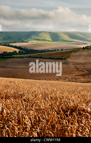 Blick in Richtung Kingston Ridge über ein Feld von Weizen auf den South Downs von Lewes, East Sussex, England, UK Stockfoto