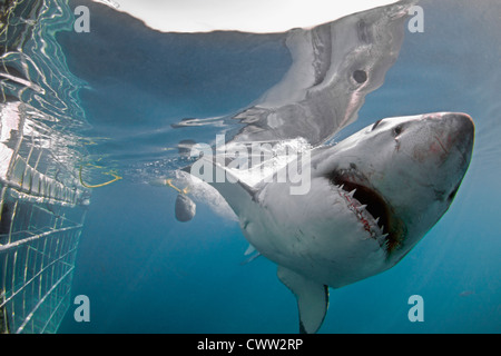 Ein großer weißer Hai übergibt einen Haikäfig Stockfoto