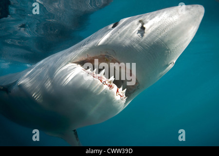 Ein großer weißer Hai in Shark Alley, Gansbaai, Südafrika Stockfoto