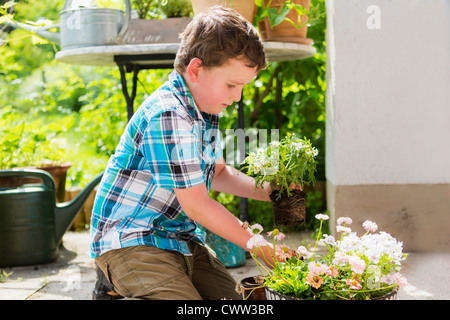 Junge Pflanzen der Blumen im freien Stockfoto