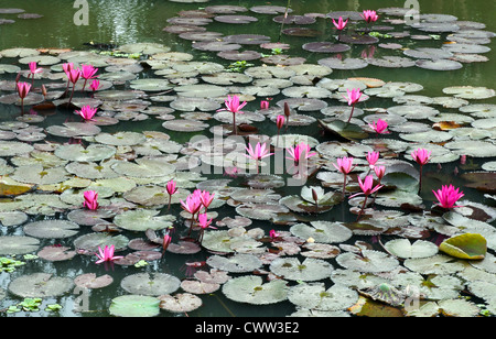 Lotus-Teich-Landschaft Stockfoto