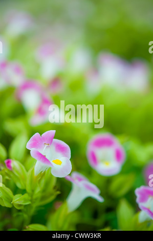 Wunderschönen blauen Blüten im Feld mit Natur-Licht Stockfoto