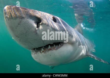 Ein großer weißer Hai in Shark Alley, Gansbaai, Südafrika Stockfoto