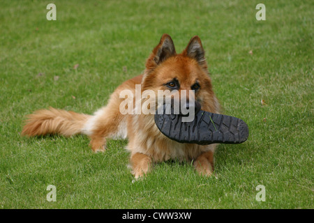 Hund mit Schuh in Motten Stockfoto