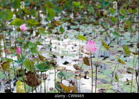 Pink Lotus im Sumpf der Natur blühen Stockfoto