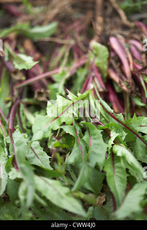 Salatblätter auf eine Zuteilung ausgegraben Stockfoto