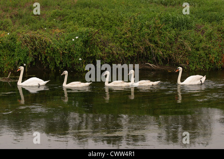 5 Schwäne auf einem Teich Stockfoto