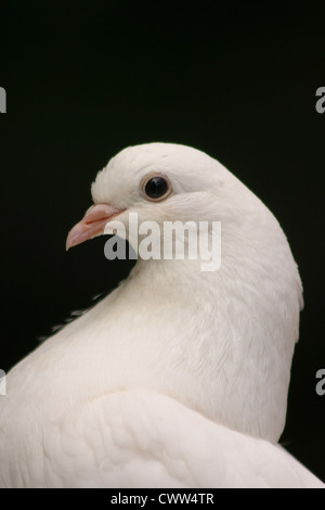 Porträt einer weißen Taube Stockfoto