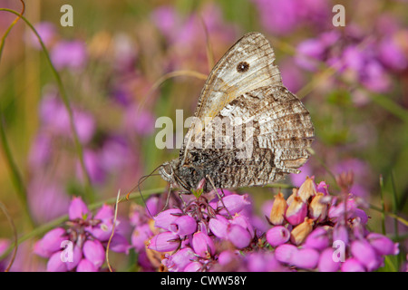 Äsche Schmetterlinge ernähren sich von heather Stockfoto