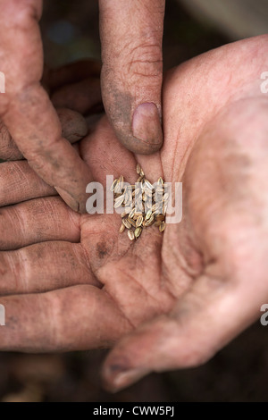 Fenchel Samen in der hand Stockfoto