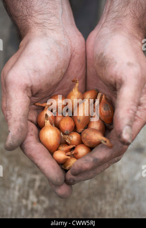 Baby-Zwiebeln in Händen Stockfoto