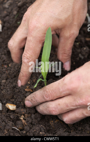 Mann, die Anpflanzung von Mais auf Zuteilung Stockfoto