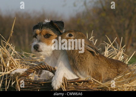 Hund & Kaninchen Stockfoto