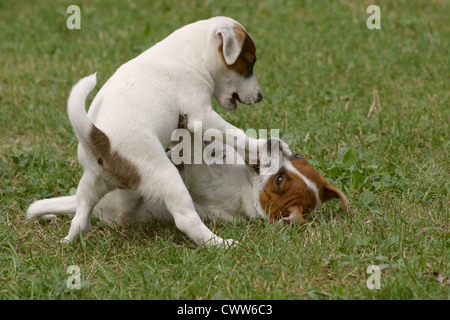 Jack-Russell-Terrier Welpen Stockfoto