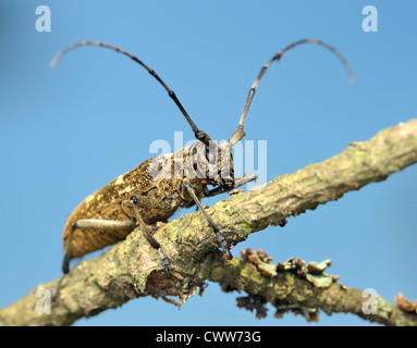 Käfer-Cerambycidae auf einem dürren Ast, ein Foto von den unteren Punkt gegen den Himmel. Stockfoto